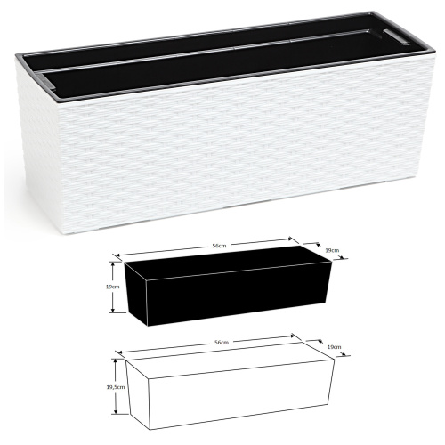 Rõdukast Begonia Rotang, valge